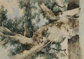 Studie voor Boom in De Rookery